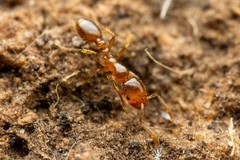Solenopsis aurea