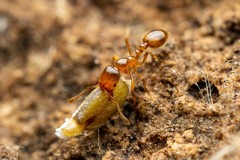 Solenopsis aurea