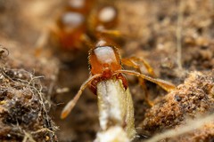 Solenopsis aurea