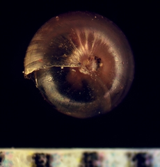 Euconulus fulvus