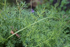 Lomatocarum alpinum