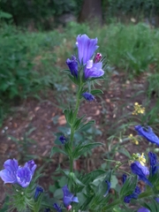 Echium vulgare