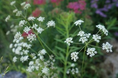 Lomatocarum alpinum