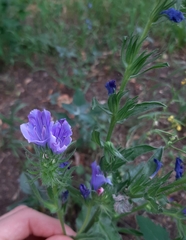 Echium vulgare
