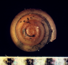Euconulus fulvus