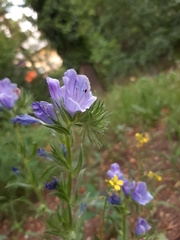 Echium vulgare