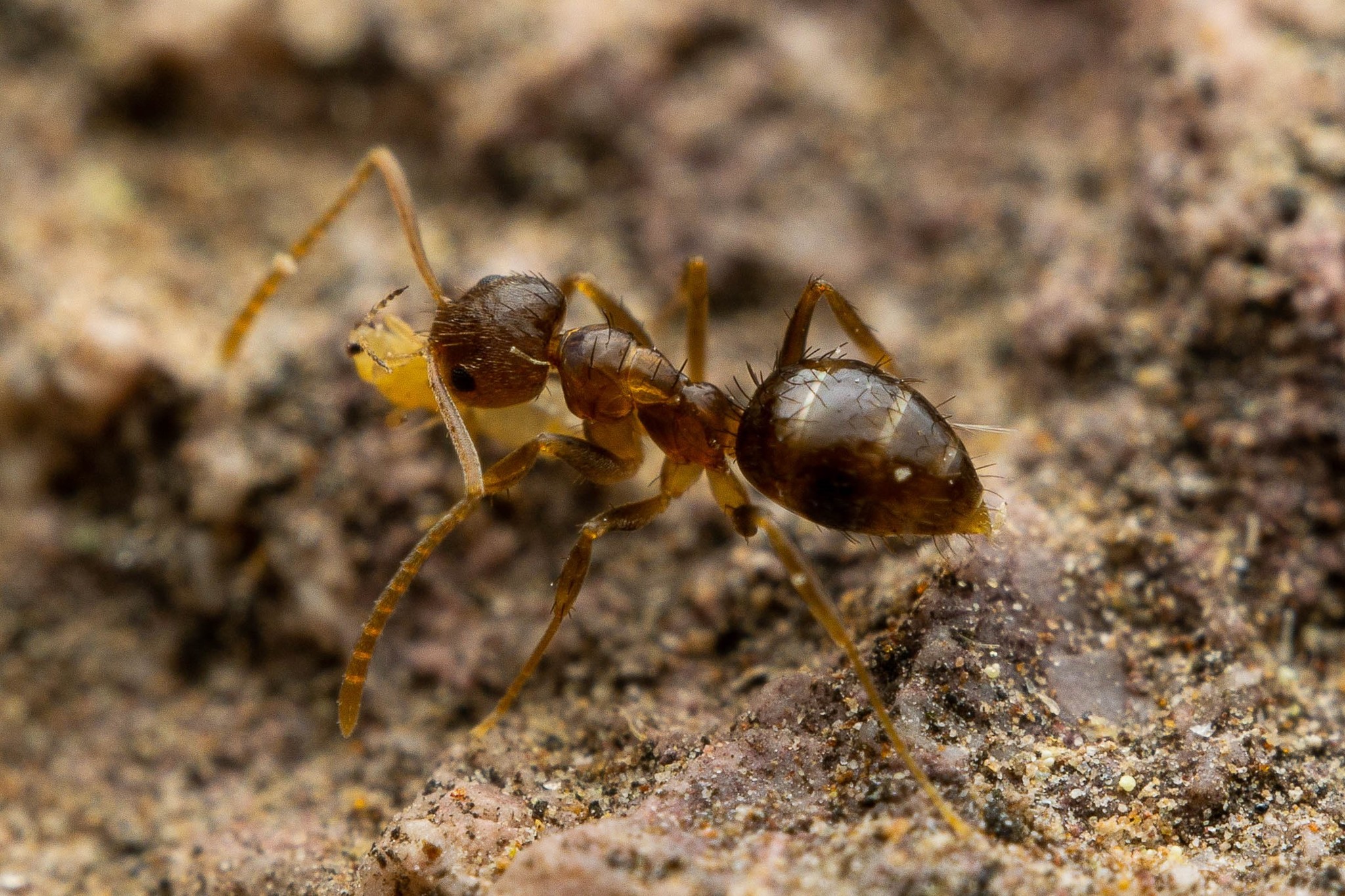 Nylanderia austroccidua