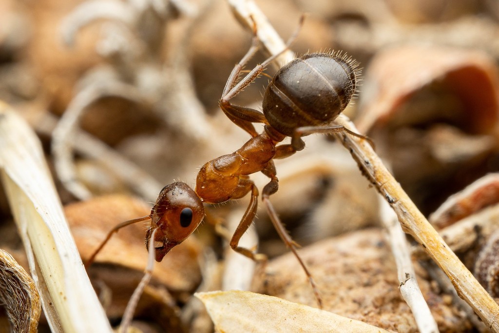 Formica perpilosa