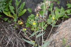 Mentzelia dispersa