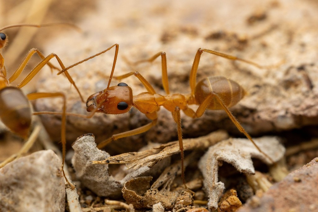 Mexican Honeypot Ant