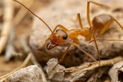 Myrmecocystus mexicanus