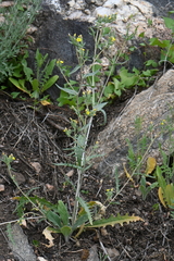 Mentzelia dispersa