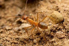 Myrmecocystus mexicanus