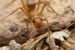 Myrmecocystus mexicanus