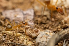 Myrmecocystus mexicanus