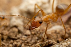 Myrmecocystus mexicanus