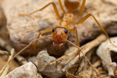 Myrmecocystus mexicanus