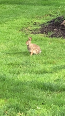 Sylvilagus floridanus