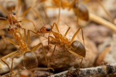 Myrmecocystus mexicanus