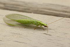 Chrysoperla harrisii