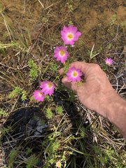 Sabatia dodecandra foliosa
