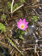 Sabatia dodecandra foliosa