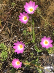 Sabatia dodecandra foliosa