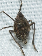 Parorgerioides perezii