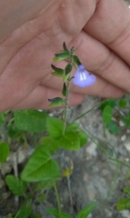 Salvia tehuacana