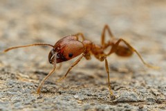 Pheidole hyatti