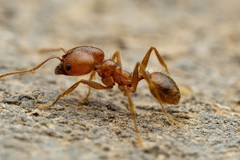 Pheidole hyatti