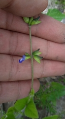 Salvia tehuacana