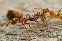 Pheidole hyatti