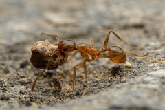 Pheidole hyatti