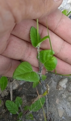 Salvia tehuacana