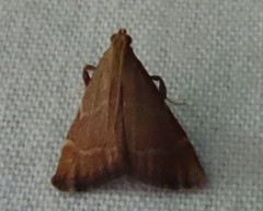 Arta epicoenalis
