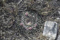 Mammillaria pseudocrucigera