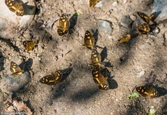 Telenassa berenice