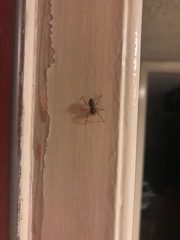 Araneae