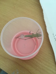 Conocephalus