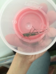 Conocephalus