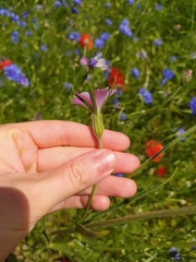 Agrostemma githago
