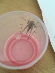Conocephalus