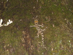 Dactylocnemis pacificus