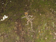 Dactylocnemis pacificus