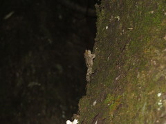 Dactylocnemis pacificus