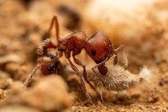 Pogonomyrmex desertorum