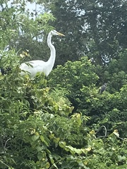 Ardea alba