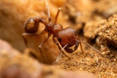 Pogonomyrmex desertorum
