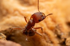Pogonomyrmex desertorum